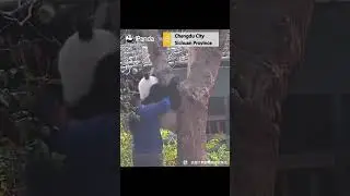 Love moment between giant panda cub, caregiver captured by camera
