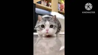 Gatitos...