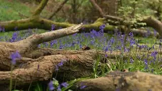 Saving Our Living Legends - Independent Student short film