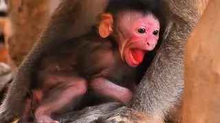 Soft and Calm Daily Life of Baby Monkeys in Mommy&rsquo;s Arms, Adorable Wildlife