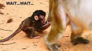 WAIT...WAIT...DON'T LEAVE ME ALONE MOMMY. BABY BRANDA AT BEHIND HER MOM