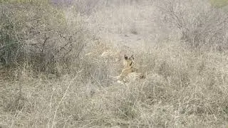 Amazing video of Tiger's new kids