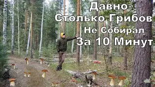 Безумная Грибная Роща. БЕЛЫЕ ГРИБЫ за10 Минут Полный Пакет. Сбор Грибов
