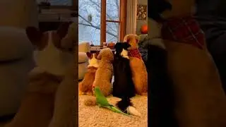 4 Dogs vs. 1 Parrot: The Panic is REAL 🤣 (Wait for the Scream!) #viralshort #shorts