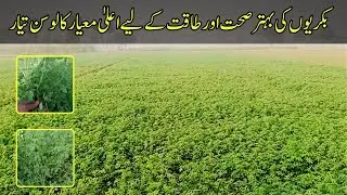 بکریوں کی بہتر صحت اور طاقت کے لیے اعلیٰ معیار کا لوسن تیار