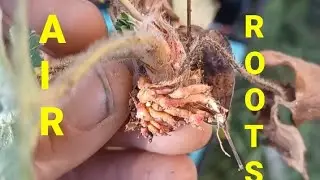 examples of  strawberry plant air roots....for plant propagation, new plants, from runners.....