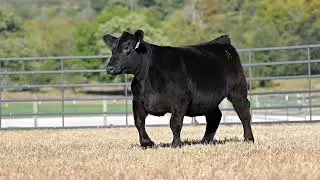Ingram Angus Fall Production Sale 2024 - Heifer Highlights
