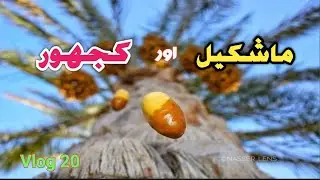 Mashkel Our khajoor 2020 Mehraaj Baloch Vlogs