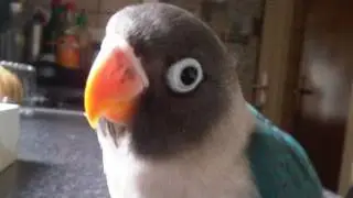 Supply & Demand TV: The Parrot