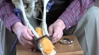 The Proper Bit for Your Horse - Part 1