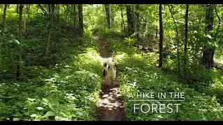 Malamute Takes a Hike Through a Ghibli-esque Forest.