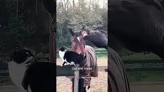 Cat and Horse #cat #horse #horses #funny #react #funnypets #youtube #catlovers #horses #youtube