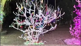 2025 christmas tree competition St.Antonys Church 
