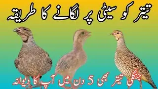 Teetar ko seti par lagany ka tariqa || Dakhni teetar ko seti par kaise lagaein | Teetar calling