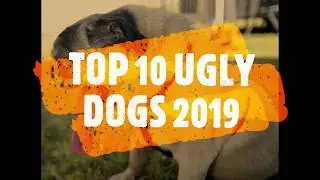 TOP 10 UGLY DOGS 2019