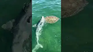 GIANT TIGER SHARK eats sea turtle! Keep watching!