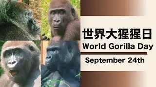 世界大猩猩日Ｗorld Gorilla Day-Good health and happiness#金剛猩猩 #gorilla