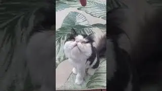 I am Pigeon, a very special Persian kitty available for adoption with WAAL!