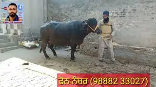 ONE Buffalo Sale  ਘਰੇਲੂ ਕਿਸਾਨ ਵੀਰ ਕੋਲ ਛੋਕ ਨਾਲ ਪਾਲੀ ਪਹਿਲਾਂ ਸੁਆ ਝੋਟੀ ਵਿਕਾਉ ਮਿਤੀ (17,12,22)