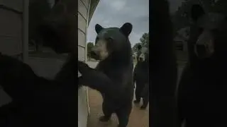 Funny video of two bears ringing the doorbell of an old woman's house.  #foryou #animals #funny