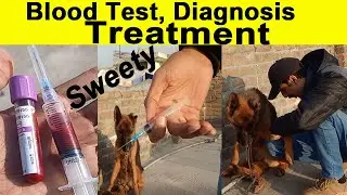 Blood test of dog | cbc for dogs | German shepherd | tick fever | garman shaft dog | GSD treatment
