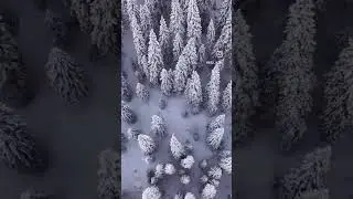 Природа Катонкарагая #катон #катонқарағай