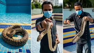 स्विमिंग पूल में आया बड़ा सांप | Snake rescue from swimming pool in my hometown | Ratsnake  