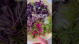Growing microgreens only takes 1-2 weeks to harvest!  So easy! #shorts #microgreensrecipe