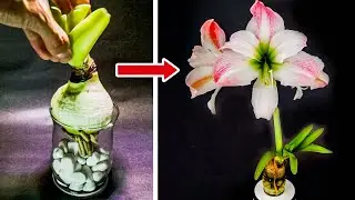 Growing Amaryllis In Water Time Lapse (Bulb To Flower)