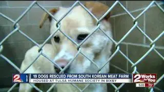Tulsa Humane Society saves dogs from meat farm