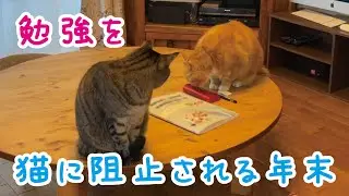 資格の勉強を始めたら、猫たちに心配されました｜年末のご挨拶