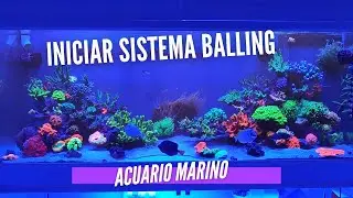 📌📌Empezando con sistema Balling o similar