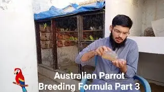 Australian Parrot Breeding Formula Part 3 | KK Birds