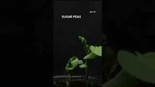 🌱 Sugar Pea Growth in 13 Days | From a Single Seed￼