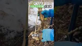 清流日本一🏞️そして男爵芋の日本一🥔今金男爵の町・今金町❄️この最高の環境で育った香りも辛さも別格の山わさび🔥🌿 #蝦夷畑#山わさび#山わさび収穫#1本もの#北海道#今金町#今金男爵