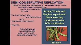 MOLECULAR BASIS OF INHERITANCE - 6- DNA REPLICATION - SEMICONSERVATIVE - REPLICATION FORK- STEPS