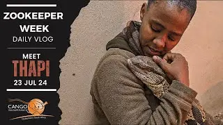 Scaly Soulmate: Meet Thapelo and Dwayne the Rock Monitor at Cango Wildlife Ranch