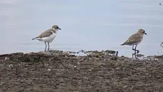 Lesser sand plover