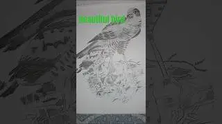 Beautiful Bird Pencil Sketch | Easy & Realistic Bird Drawing forBeginners#shorts#ytstudioes#sketch🦅