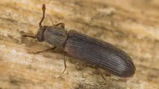Wood-boring beetle chews up small town rink ending hopes of a hockey season