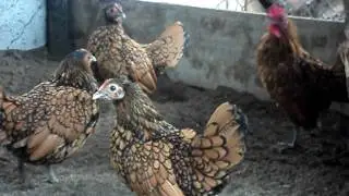 venta de aves ornamentales