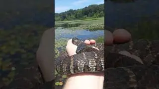 common watersnake catch and release