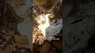 He never forgets who&rsquo;s out there 🐱 #cat #catcamera #catcam #catlife #catadventures