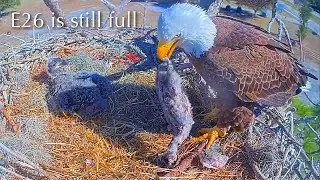 #235🦅E26🐥32°／SWFL Bald Eagle Nest 2025-2026／F23💗M15／Powerd by Southwest Florida Eagle Cam
