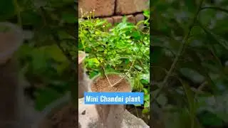Mini Chandni plant grafting sand vs soil
