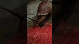 😱Snail Eating Watermelon 🍉 funniest animals #fruit #watermelon #shorts #eating #eatingwatermelon