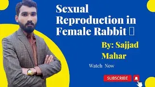 Female Reproductive system In Rabbits - Light Biology