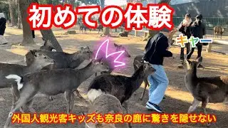 初めての体験🫎外国人観光客キッズも奈良の鹿に驚きを隠せない‼️