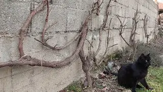 The Secret Of Pruning  Grape Vines