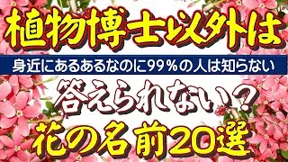 【植物博士しか答えられない？】身近にあるある草花の名前20選。見つけようと思えば見つかる花でも、ただ「ぼーっと」している人には絶対にわかりません。チコちゃんに叱られる！